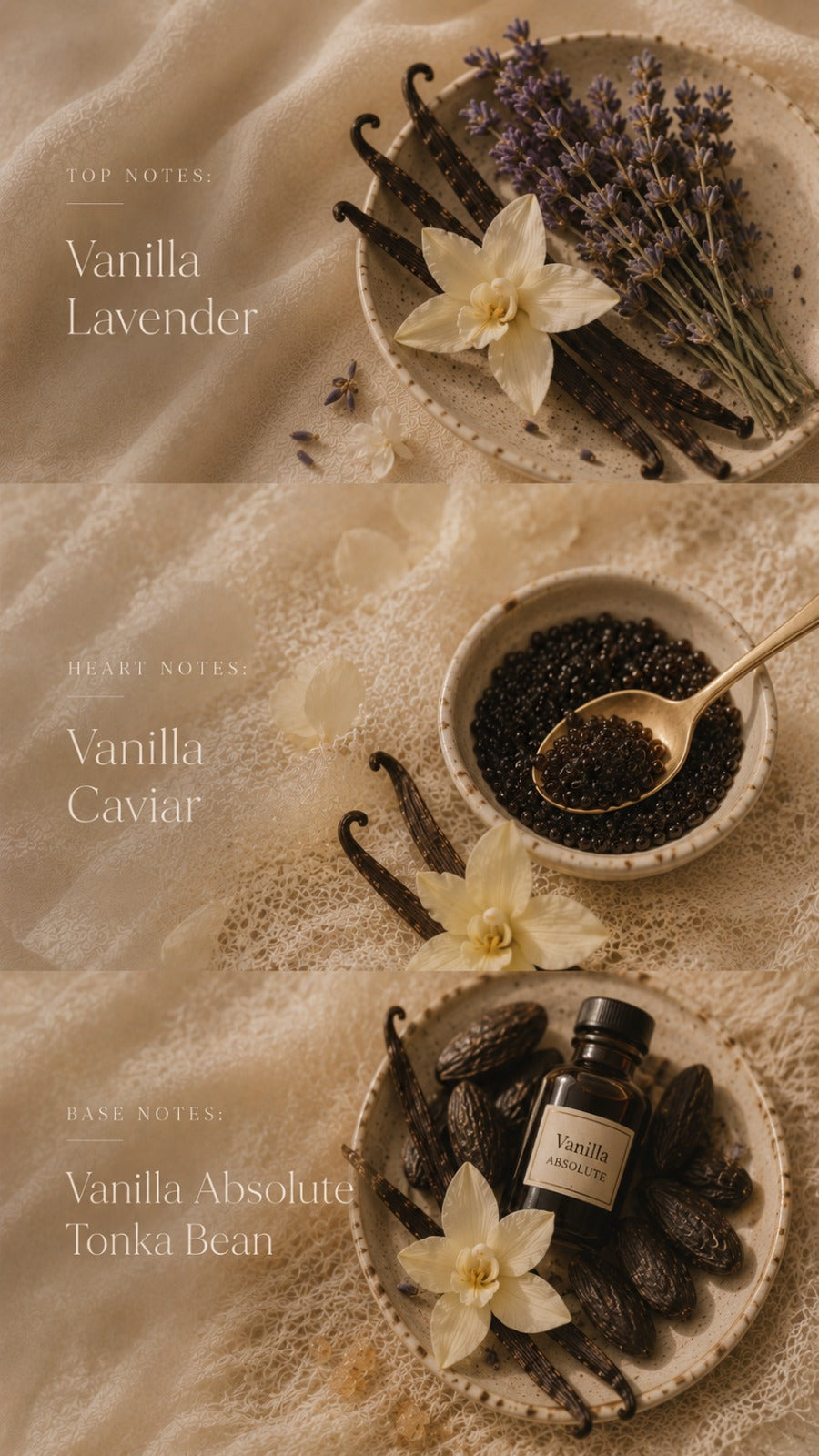 Vanilla Queen